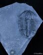Inch Asaphiscus Trilobite - Jet Black #2349-1